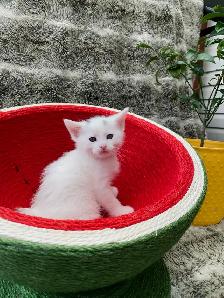 Castaway animal rescue annual garage sale - Photo 8