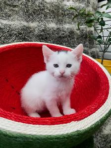 Castaway animal rescue annual garage sale - Photo 9