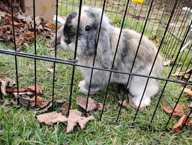 Holland Lop Bunny