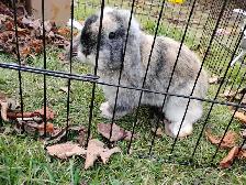 Holland Lop Bunny