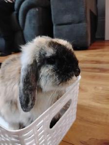 Holland Lop Bunny - Photo 2