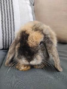 Holland Lop Bunny - Photo 3