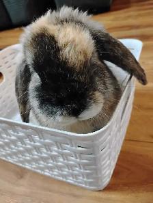 Holland Lop Bunny - Photo 4