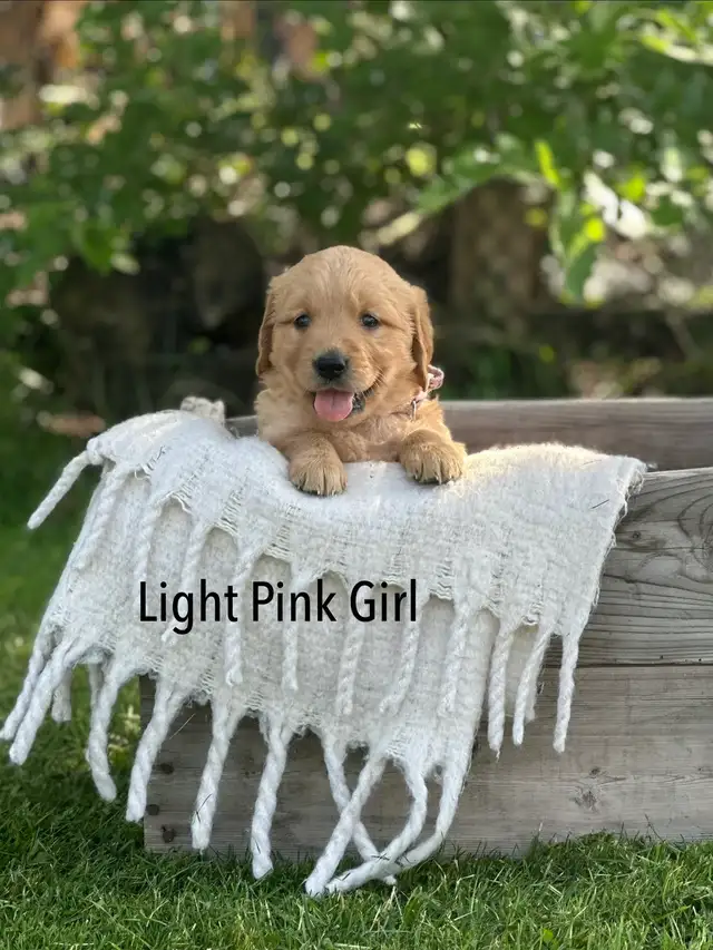 Golden Retriever Puppies ready July 24