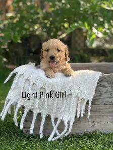 Golden Retriever Puppies ready July 24