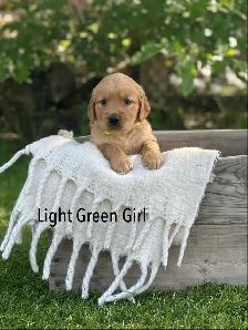 Golden Retriever Puppies ready July 24 - Photo 2