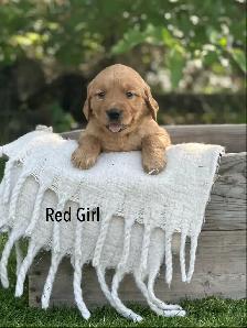 Golden Retriever Puppies ready July 24 - Photo 3