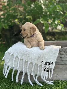 Golden Retriever Puppies ready July 24 - Photo 4
