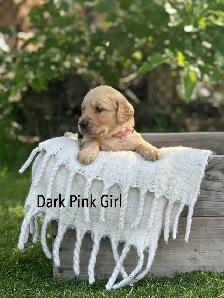 Golden Retriever Puppies ready July 24 - Photo 5