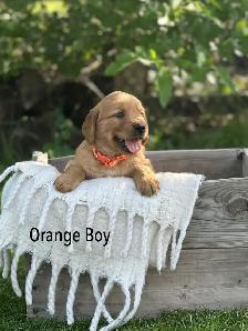 Golden Retriever Puppies ready July 24 - Photo 6