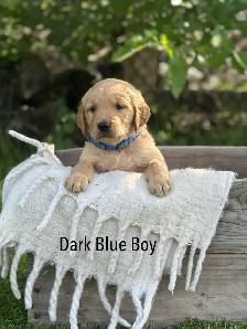 Golden Retriever Puppies ready July 24 - Photo 7