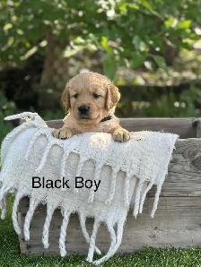 Golden Retriever Puppies ready July 24 - Photo 8