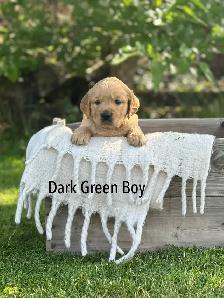 Golden Retriever Puppies ready July 24 - Photo 9