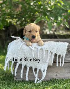 Golden Retriever Puppies ready July 24 - Photo 10