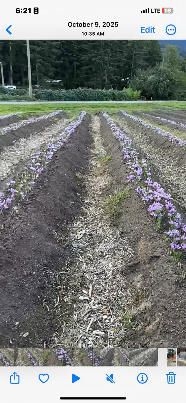 Saffron Bulb ਕੇਸਰ ਦੇ ਬੀਜ
