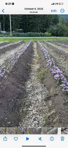 Saffron Bulb ਕੇਸਰ ਦੇ ਬੀਜ