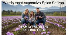 Saffron Bulb ਕੇਸਰ ਦੇ ਬੀਜ - Photo 2