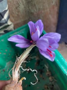Saffron Bulb ਕੇਸਰ ਦੇ ਬੀਜ - Photo 4