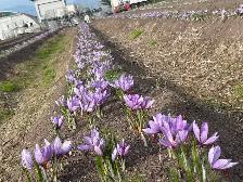 Saffron Bulb ਕੇਸਰ ਦੇ ਬੀਜ - Photo 5