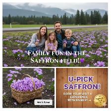 Saffron Bulb ਕੇਸਰ ਦੇ ਬੀਜ - Photo 6