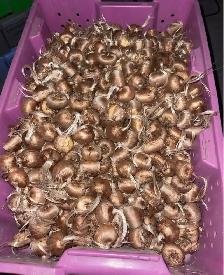 Saffron Bulb ਕੇਸਰ ਦੇ ਬੀਜ - Photo 7