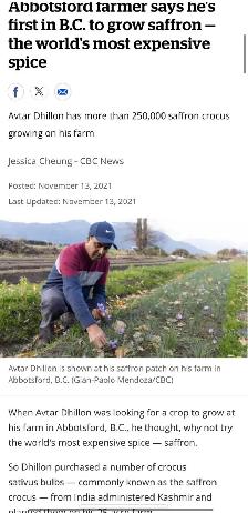 Saffron Bulb ਕੇਸਰ ਦੇ ਬੀਜ - Photo 8