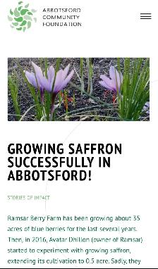 Saffron Bulb ਕੇਸਰ ਦੇ ਬੀਜ - Photo 9