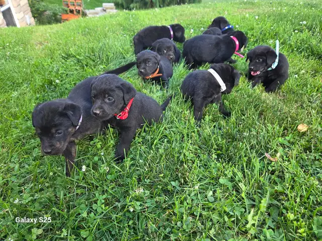 Labrottie puppies!