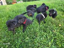 Labrottie puppies!