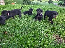 Labrottie puppies! - Photo 2