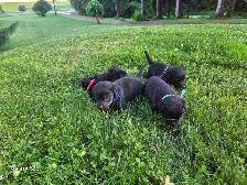 Labrottie puppies! - Photo 3