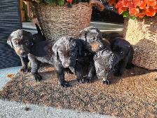 Labrottie puppies! - Photo 4