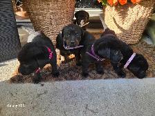 Labrottie puppies! - Photo 5