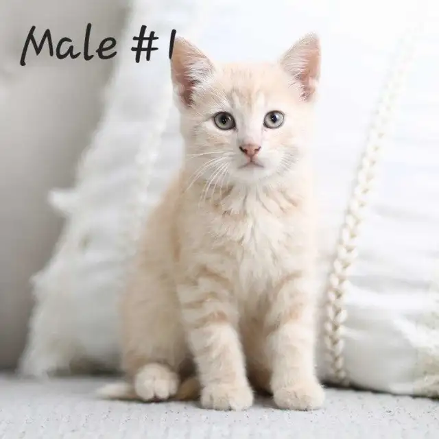 Adorable kittens