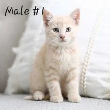 Adorable kittens