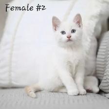 Adorable kittens - Photo 2