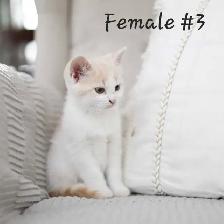 Adorable kittens - Photo 3