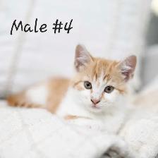 Adorable kittens - Photo 4