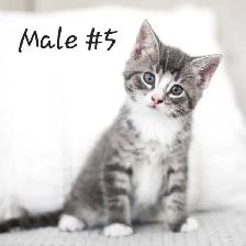 Adorable kittens - Photo 5