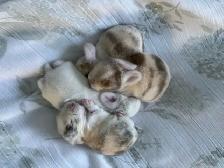 holland lop bunnies