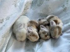 holland lop bunnies - Photo 2