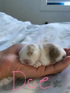 holland lop bunnies - Photo 3