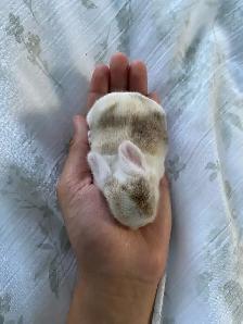 holland lop bunnies - Photo 4