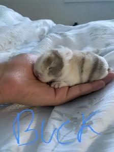 holland lop bunnies - Photo 5
