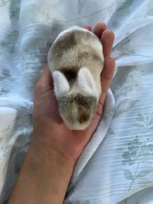 holland lop bunnies - Photo 6