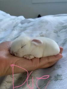 holland lop bunnies - Photo 7