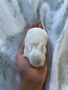 holland lop bunnies - Photo 8