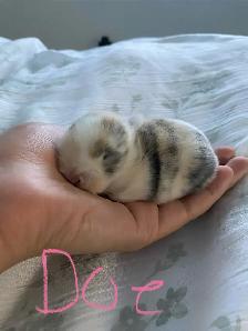 holland lop bunnies - Photo 9