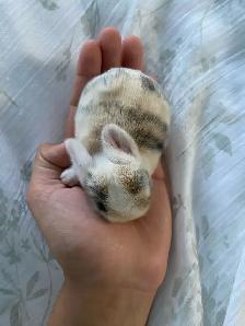 holland lop bunnies - Photo 10
