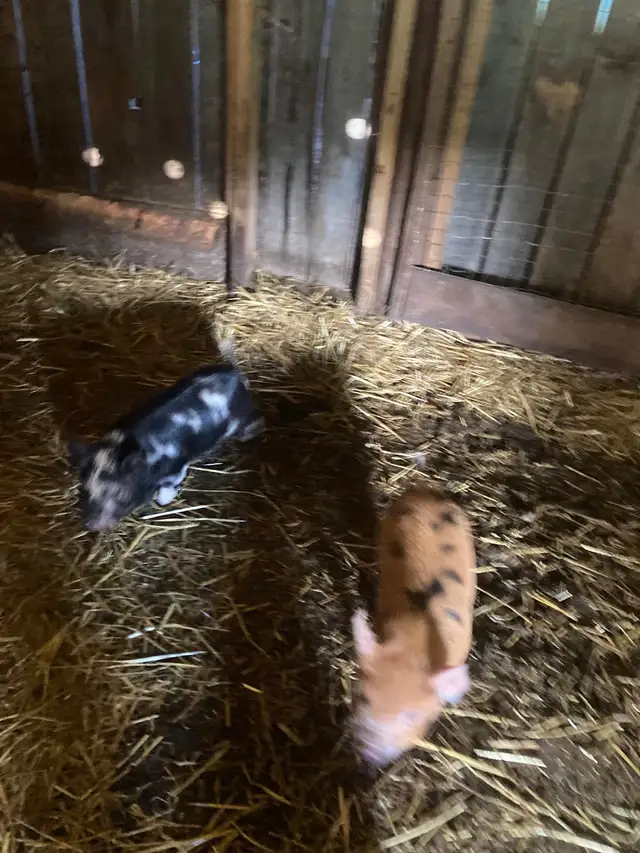 BACON SEEDS / FEEDER PIGS